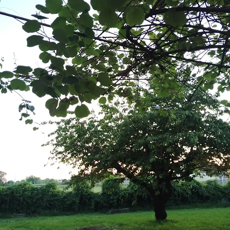 Bed & Breakfast Bed Bike *