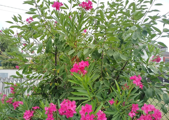 Room Bed & Boat Berra